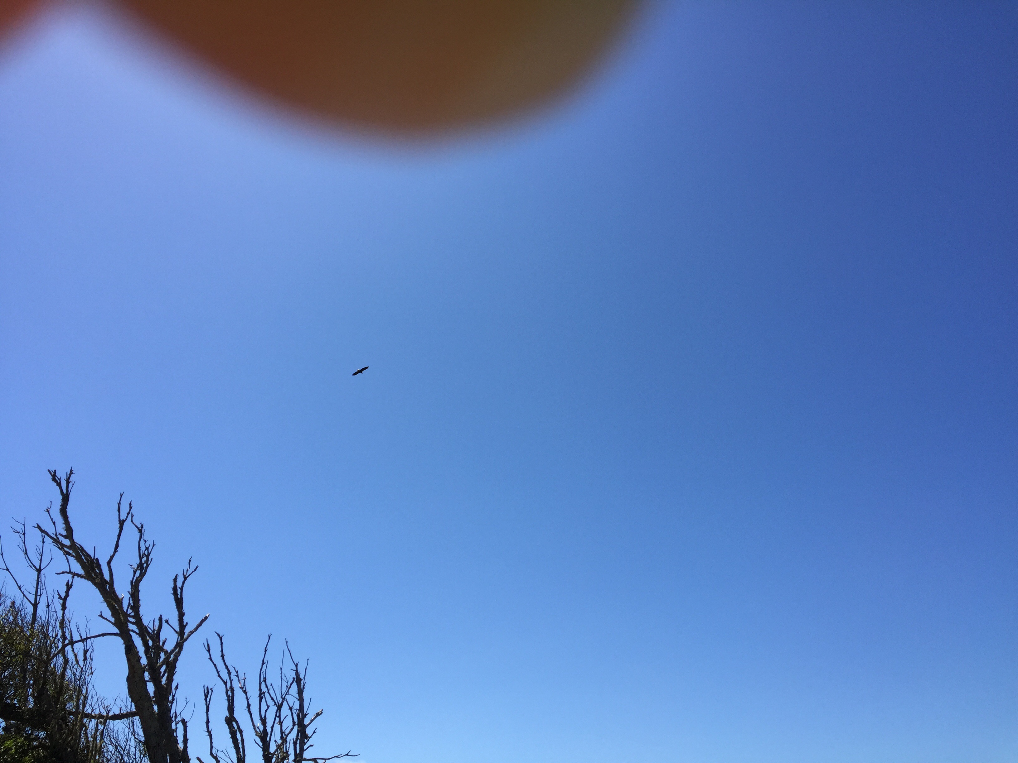 IMG.jpg