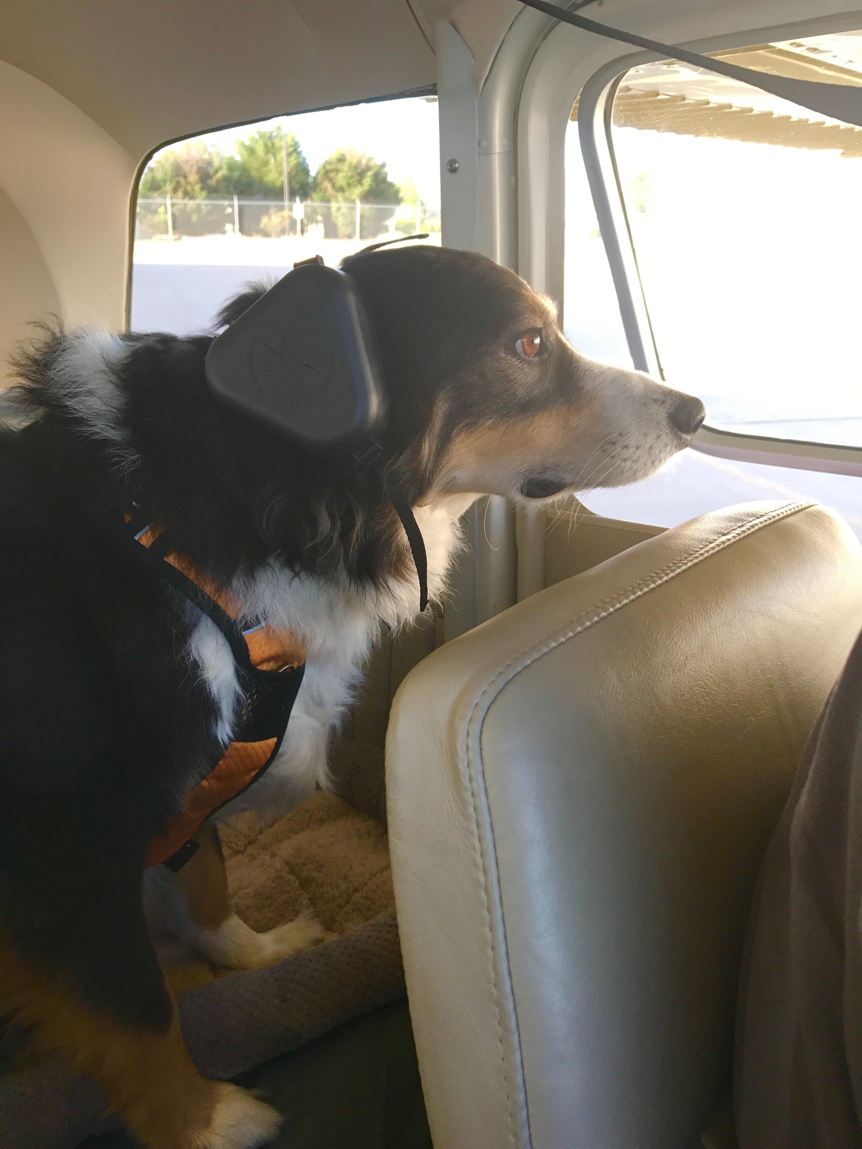 Bucky Backseat Flyer.jpg